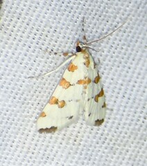 Conchylodes octonalis