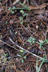 Pterostylis brumalis