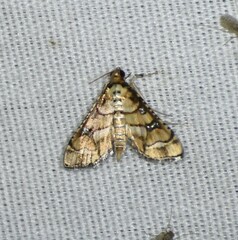 Hileithia magualis