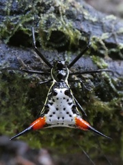 Micrathena schreibersi