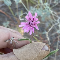 Palafoxia sphacelata