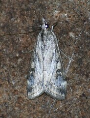 Loxostege allectalis