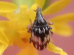 Nanophyes marmoratus