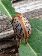 Calligrapha verrucosa