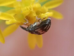 Nanophyes marmoratus