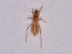 Oncerotrachelus