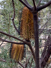 Banksia cunninghamii