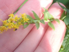 Nanophyes marmoratus