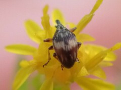 Nanophyes marmoratus