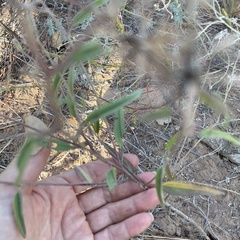 Palafoxia sphacelata