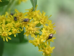 Nanophyes marmoratus