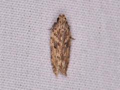 Hypatima