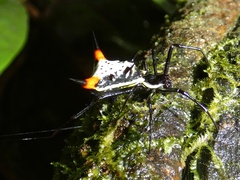 Micrathena schreibersi