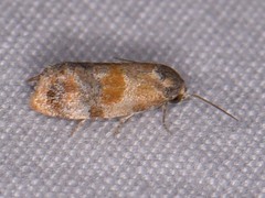 Monoceratuncus lantana