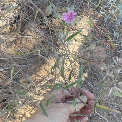 Palafoxia sphacelata