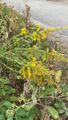 Physocarpus opulifolius