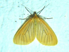 Eubaphe