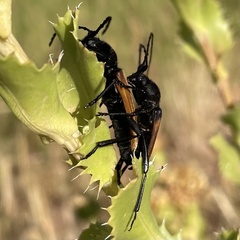 Tragidion coquus