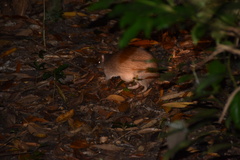 Isoodon macrourus