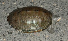 Malaclemys terrapin terrapin