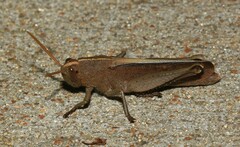 Schistocerca damnifica