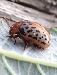 Calligrapha verrucosa