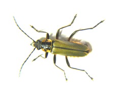 Chauliognathus hieroglyphicus