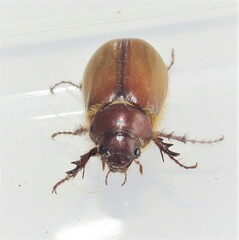 Scarabaeidae
