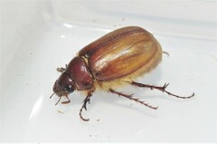 Scarabaeidae