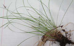 Carex vanheurckii