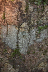 Pandercetes gracilis