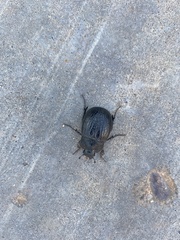 Phyllophaga cribrosa