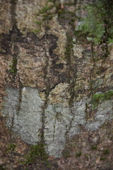 Pandercetes gracilis