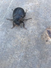 Phyllophaga cribrosa