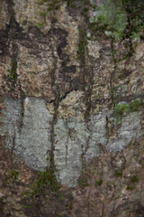 Pandercetes gracilis