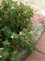 Bidens alba