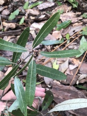 Quercus incana