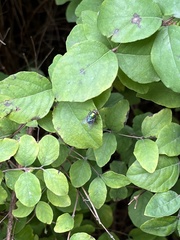 Diptera
