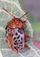 Calligrapha verrucosa