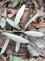 Quercus incana