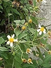 Bidens alba