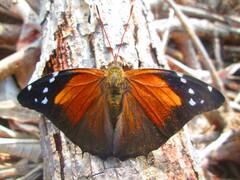 Historis acheronta