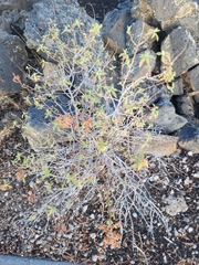 Chamaebatiaria millefolium