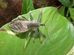 Arilus carinatus