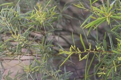 Acacia leptostachya