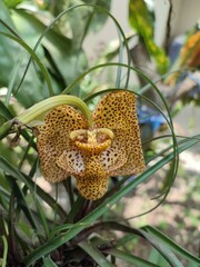 Coryanthes macrantha