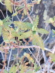 Chamaebatiaria millefolium