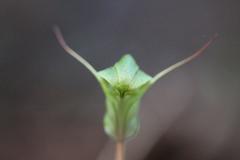 Pterostylis brumalis