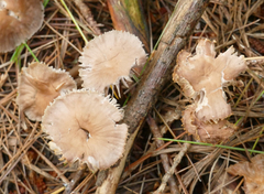 Mycetinis scorodonius