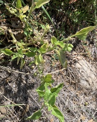 Solanum physalifolium